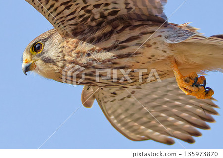 Close-up of a female kestrel in flight Close-up of a female kestrel in flight 135973870