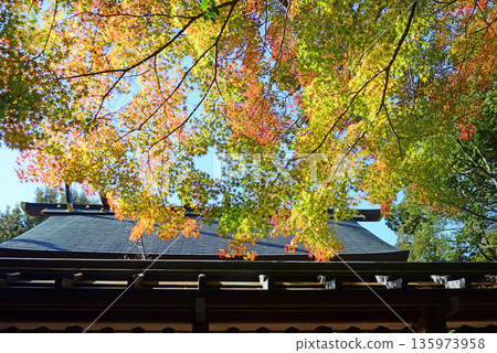 Sarutahiko Shrine roof and autumn leaves in Ise City, Mie Prefecture-1 135973958
