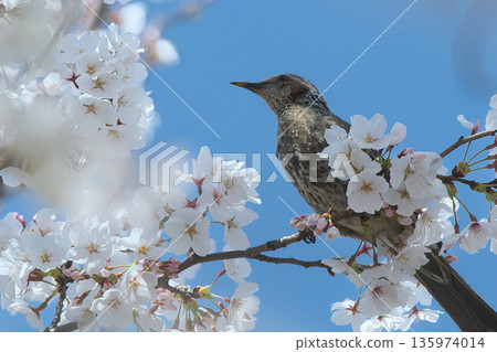 Brown-eared bulbul sucking cherry honey 135974014