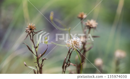 Fragile seedpods amidst peaceful countryside landscape, Delicate floral structures sway gently in tranquil rural surroundings Fragile seedpods amidst peaceful countryside landscape, Delicate floral structures sway gently in tranquil rural surroundings 135974030