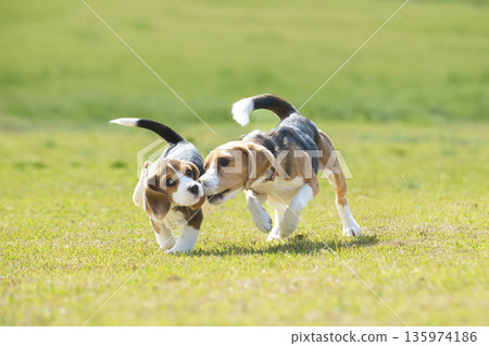 比格犬幼犬 比格犬幼犬 135974186