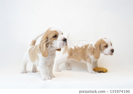 比格犬幼犬 135974190