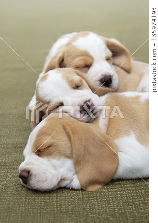 比格犬幼犬打盹 135974193