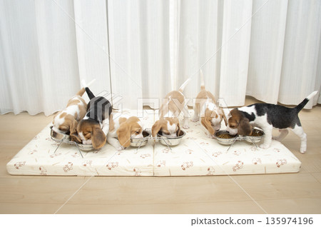 比格犬幼犬糧 比格犬幼犬糧 135974196