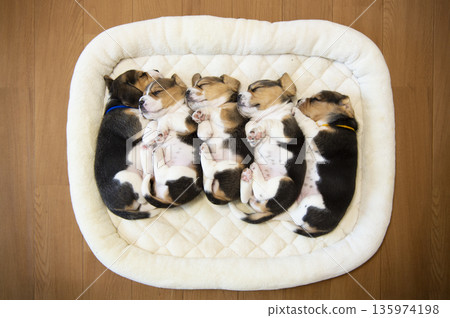 比格犬幼犬打盹 135974198