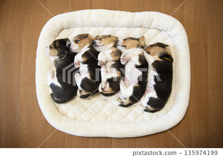 比格犬幼犬打盹 135974199