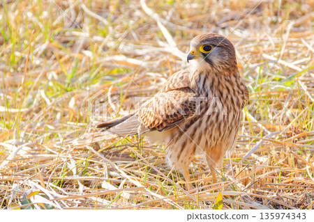 一隻雌性紅隼在田裡尋找獵物。 135974343