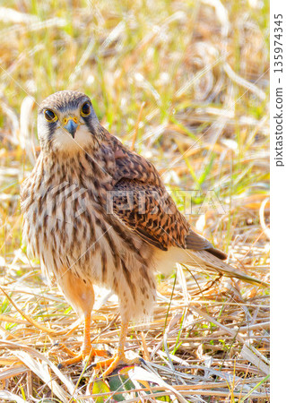 一隻雌性紅隼在田裡看著我。 135974345