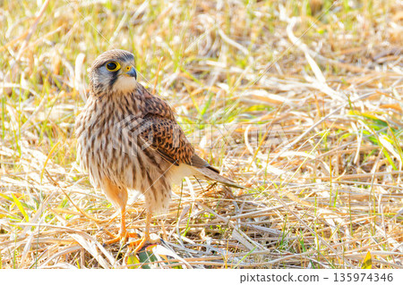 雌性紅隼站在草地上 135974346
