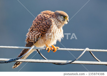 一隻雌性紅隼在電線上抖動羽毛 135974386