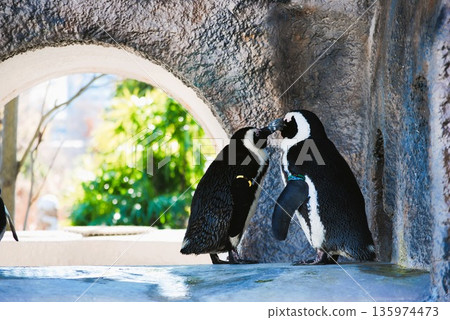 企鵝夫婦 135974473