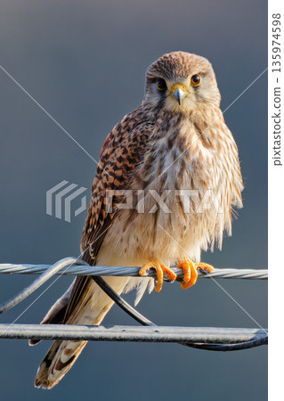 一隻紅隼從輸電線路垂直望向我們 135974598