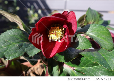 紅色聖誕玫瑰花 135974745