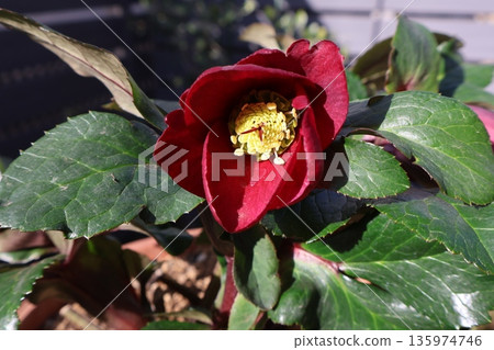 紅色聖誕玫瑰花 135974746