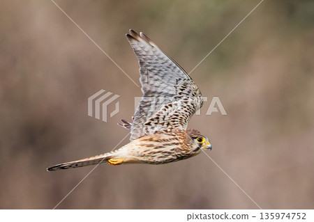 A female kestrel, brown-backed, flying through the mountains 135974752