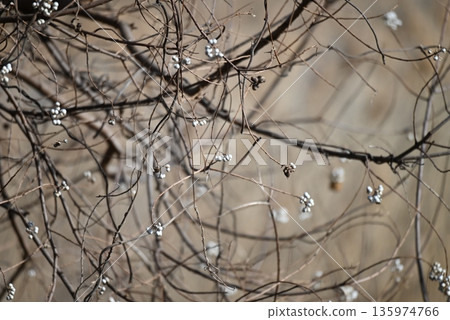 Under the winter sky, the white tallow fruit on the thin branches 135974766