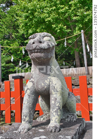 鶴岡八幡宮的小犬(神奈川縣鎌倉市) 鶴岡八幡宮的小犬(神奈川縣鎌倉市) 135974792