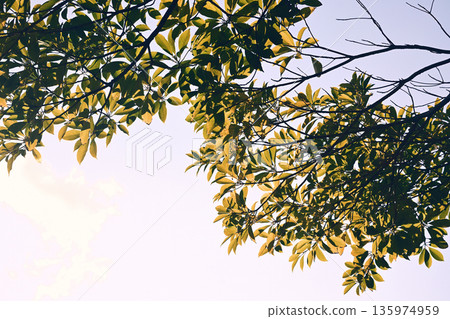 Branches and leaves of street trees 135974959