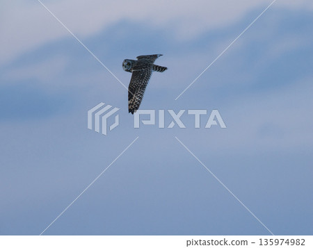 科米Mizuk在天空中飛翔 科米Mizuk在天空中飛翔 135974982