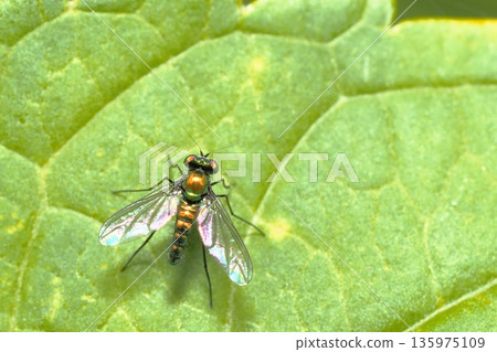 A type of paper fly (male) 135975109