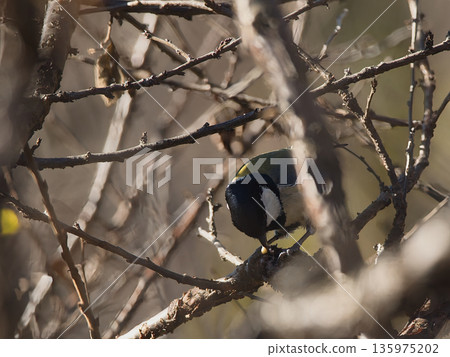 Great tit feeding on prey in a tree Great tit feeding on prey in a tree 135975202