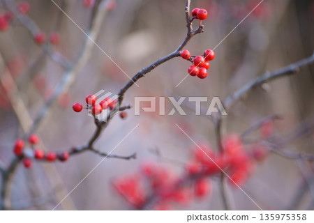 初冬的桃子 135975358