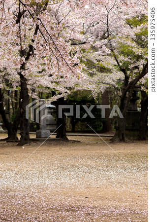 Cherry blossoms at Iwanai Shrine in Iwanai Town, Hokkaido [May] 135975406