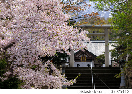 Cherry blossoms along the approach to Iwanai Shrine in Iwanai Town, Hokkaido [May] 135975460