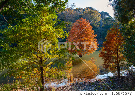 Colorful autumn leaves reflected on the water and the lakeside scenery Colorful autumn leaves reflected on the water and the lakeside scenery 135975578