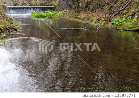 流經北海道千歲市明水親愛公園的內別川 [5月] 135975771