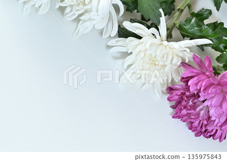 Chrysanthemum flower funeral image 135975843