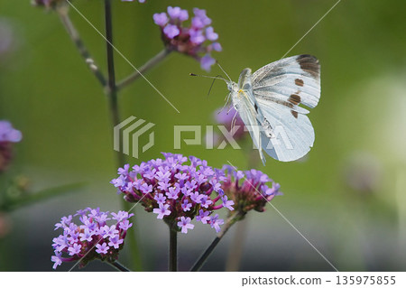 一隻菜粉蝶飛向一朵紫色的花。 135975855