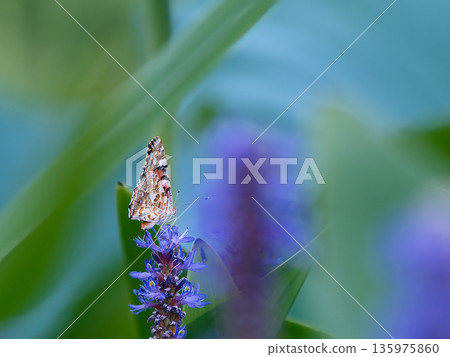 Purple flowers and butterflies 135975860