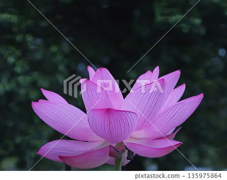 Quiet pink lotus flower Quiet pink lotus flower 135975864