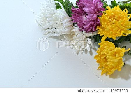 Chrysanthemum flower funeral image 135975923