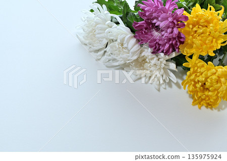 Chrysanthemum flower funeral image 135975924