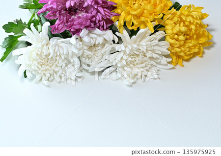 Chrysanthemum flower funeral image 135975925