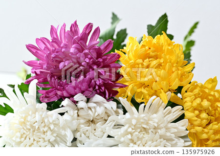 Chrysanthemum flower funeral image 135975926