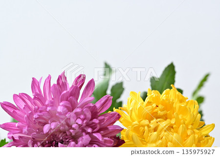 Chrysanthemum flower funeral image Chrysanthemum flower funeral image 135975927