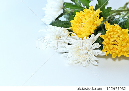 菊花葬禮圖片 135975982