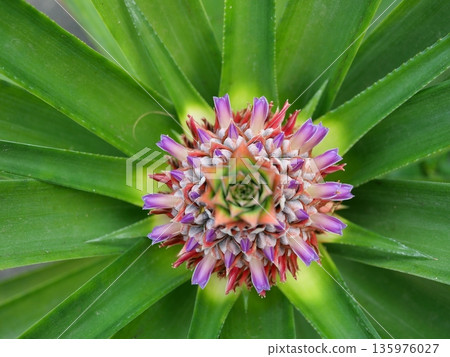 Pineapple blossom with green leaves in background, The purple petals of the flower spring on the fruit Pineapple blossom with green leaves in background, The purple petals of the flower spring on the fruit 135976027