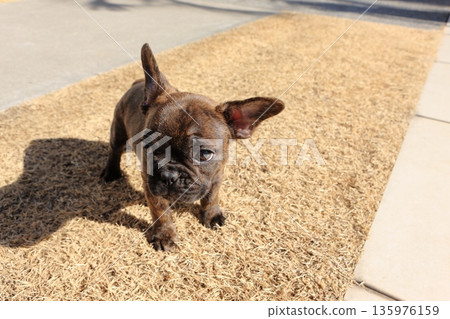 French bulldog puppy French bulldog puppy 135976159