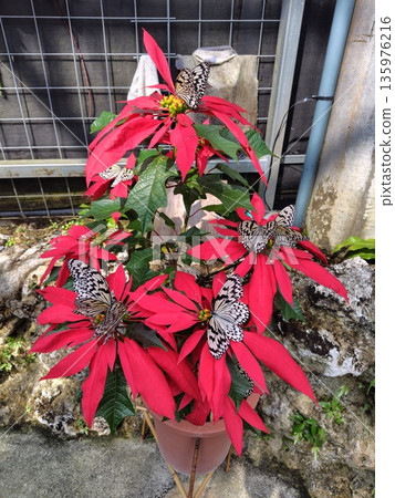 蝴蝶在聖誕紅色周圍翩翩起舞 蝴蝶在聖誕紅色周圍翩翩起舞 135976216