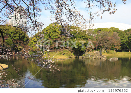 Koishikawa Korakuen Sakura Tokyo 135976262
