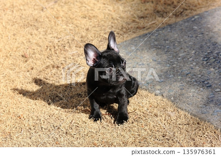 法國鬥牛犬 法國鬥牛犬 135976361