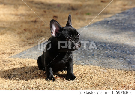 French bulldog French bulldog 135976362