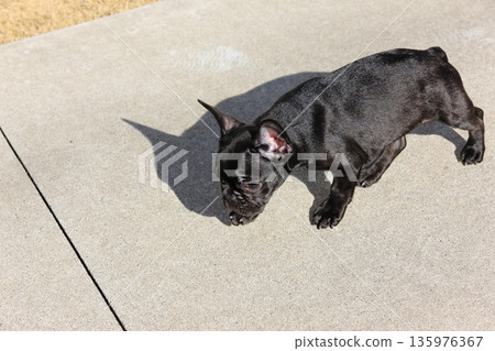 French bulldog French bulldog 135976367