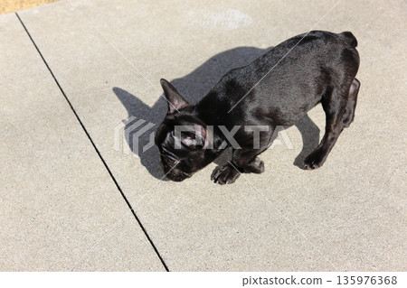 French bulldog French bulldog 135976368