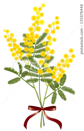 含羞草花束(紅色絲帶) 含羞草花束(紅色絲帶) 135976448
