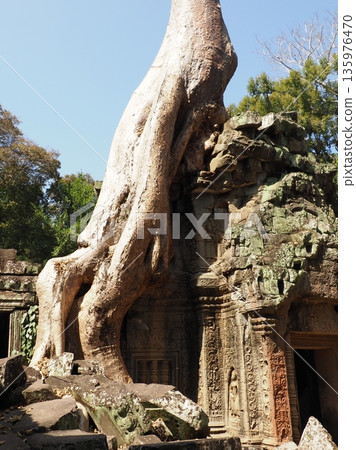 Cambodia Ta Prohm Ruins Cambodia Ta Prohm Ruins 135976470
